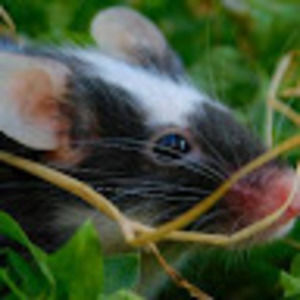 Meet your Posher, Kale